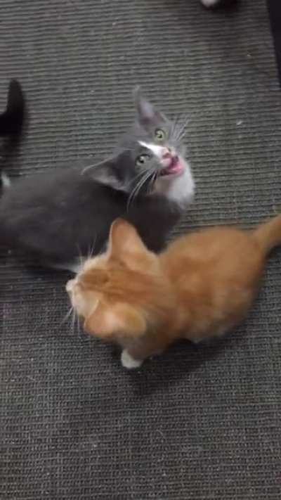 Squeekapalooza