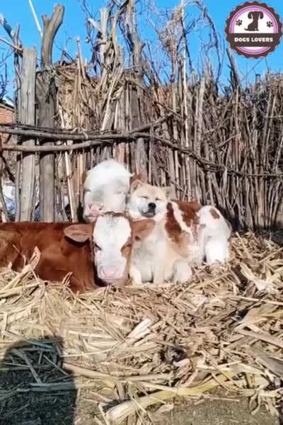 Lovely