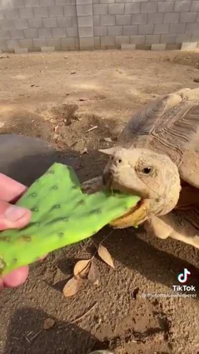 More cactus monching!