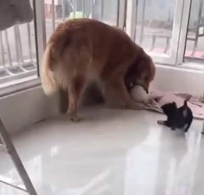 Golden doggo gets a little friend