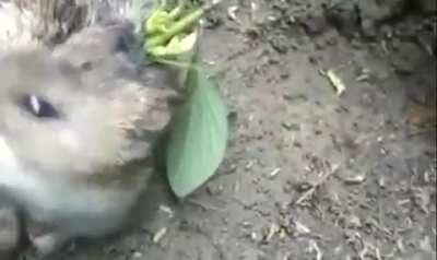 A soya seed fell into a rat's open wound and germinated