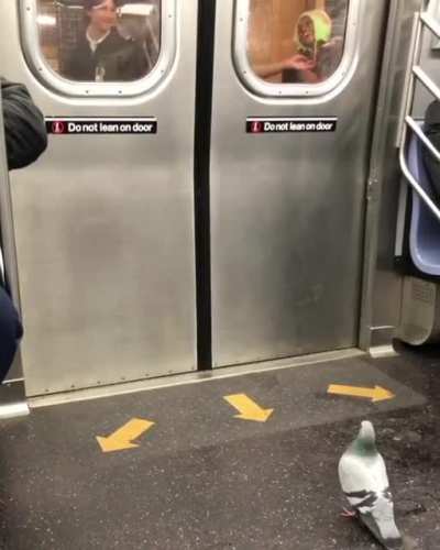 Pidgeon's are scary