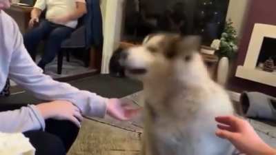 W O O F