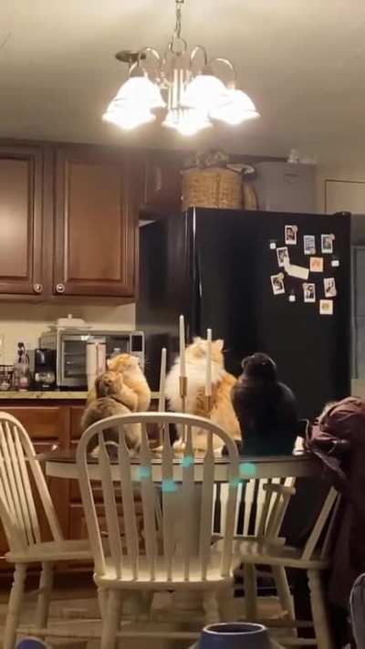 Cats sit in ominous circle