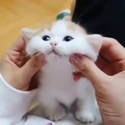 Look at those eyes