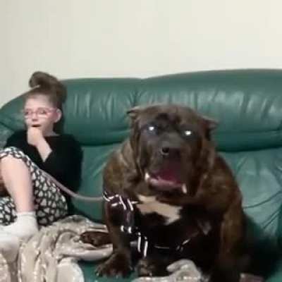 My new dog MEGALUL