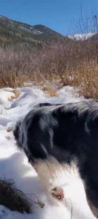 Noki exploring 🙂