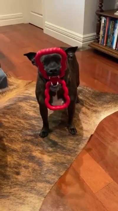 One of the best dog toys so far
