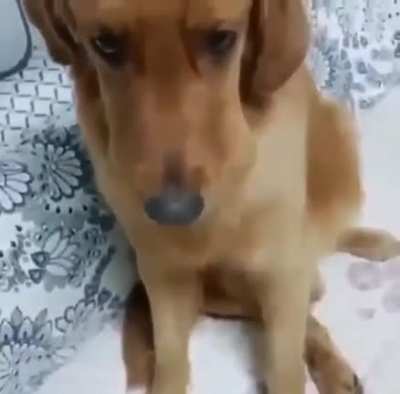 Scooby Stole Boiled Eggs.