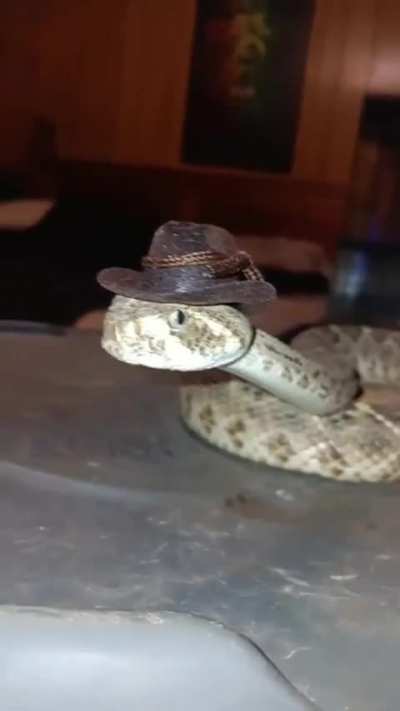 Cowboira
