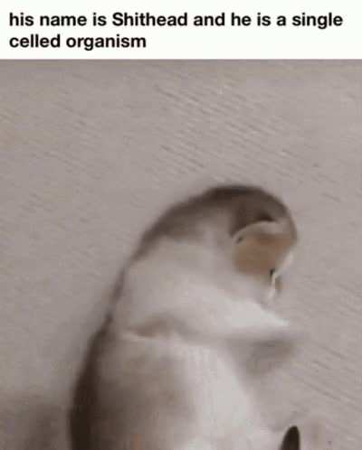 single celled rule