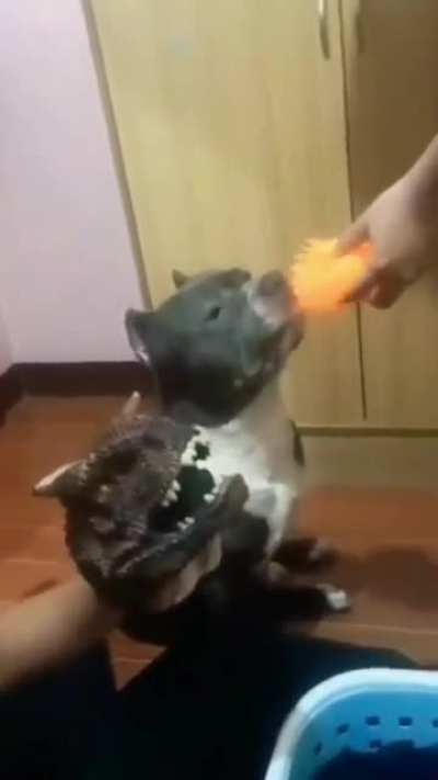 smart dog