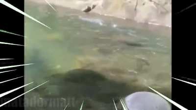 duck swims at full speed