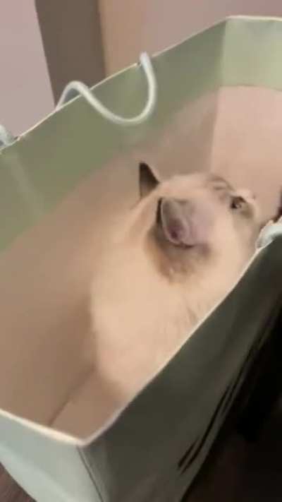 Meow_irl