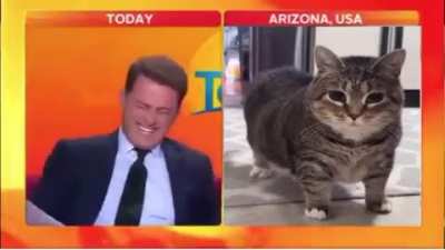 look at the cat