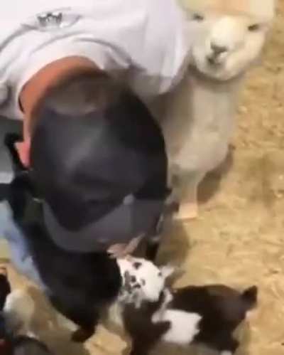My farm animals every morning when I go give them love