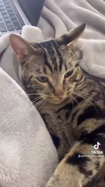 This cat really doesn’t want bath time