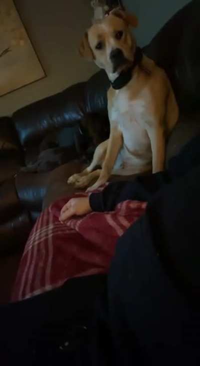 My dog is not amused