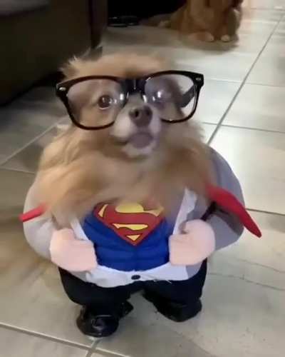 Hoy Hooman... I’m the SuperDog