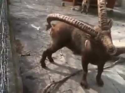 Evolutionary.