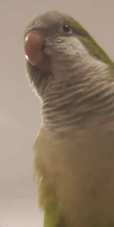 æ