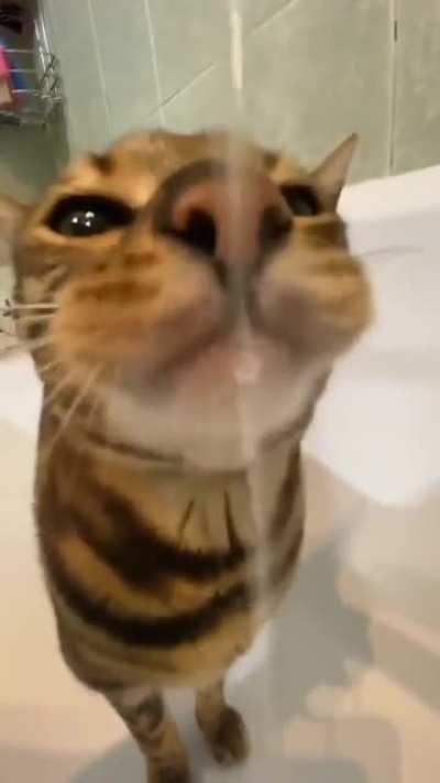 funny cat s:hlhlhlhilslihlililslihlilhllhilslhlslshlshlshllhlshlhsslhslplpslihislihslpihliphlislhshlpsilihlshpslhlish