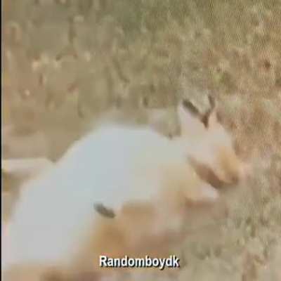 F