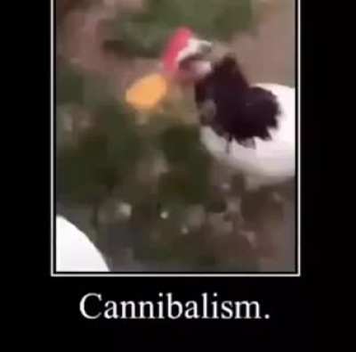 frango x frango
