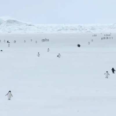 Penguins at 5x Speed
