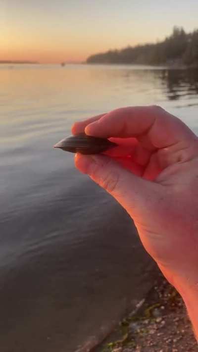 MR CLAM!!!!!
