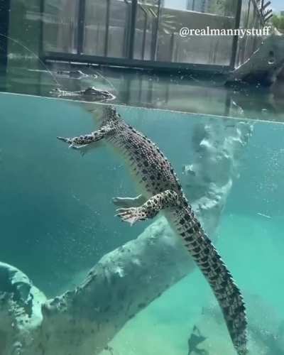 I will never get bored of crocodiles just floating around