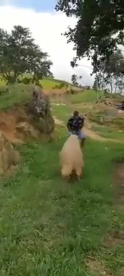 Olé!