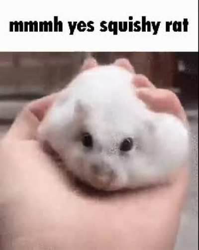 Hahahha rat