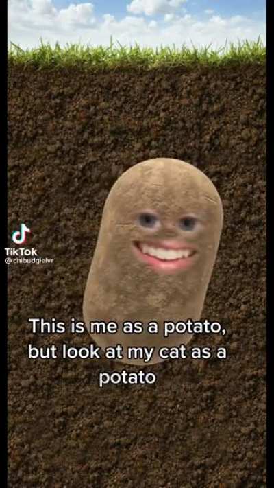 Potato cat