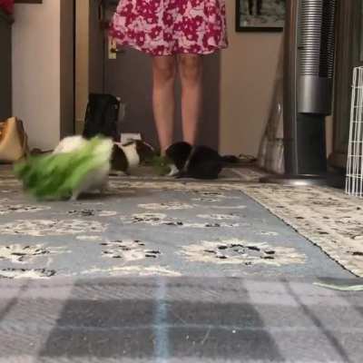 The happiest guinea pig