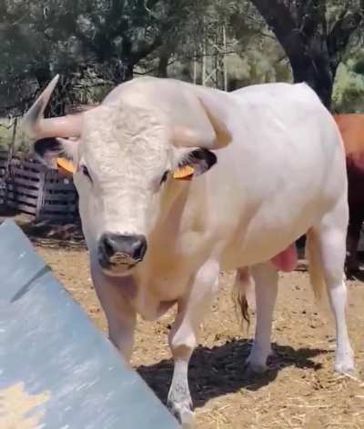 No es IA, realmente existe un toro blanco con los cojones rosa. Se trata de Malvestido, un toro ensabanado de la ganadería El Soldado de Cádiz.