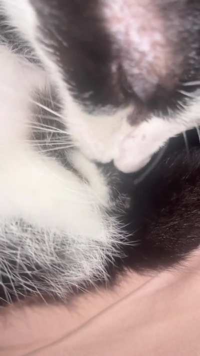 I’m disgusted. Do anyone else’s male cats do this?