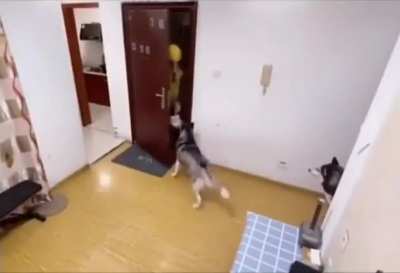 Akıllı köpke lassie ve garip kont