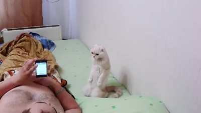 Cat stands up when the Russian anthem plays