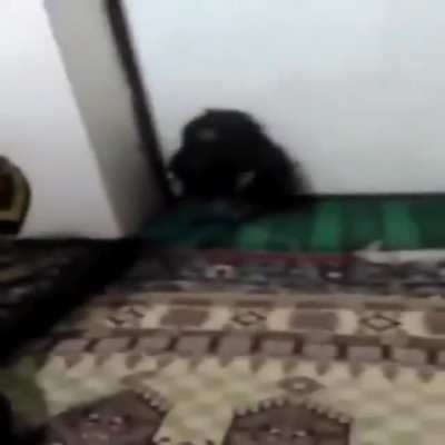 Cursed_puppy