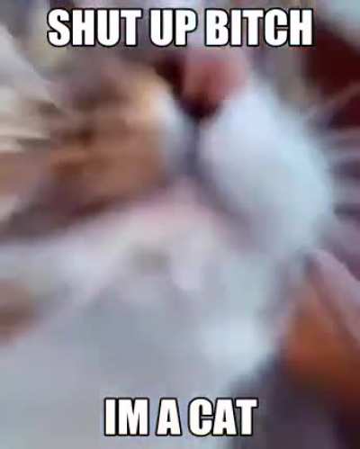I’m a cat