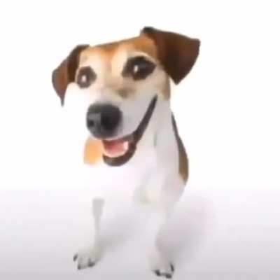 Stock Dog
