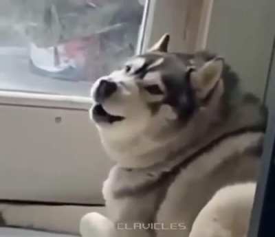 Husky scream