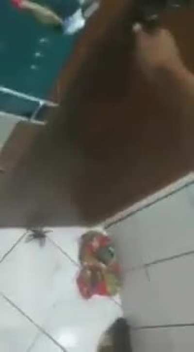 big spider in bathroom