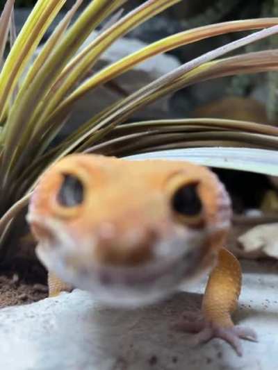 👁👄👁