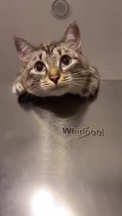 The fridge comes with a free cat