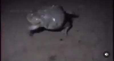 frog (explicit)