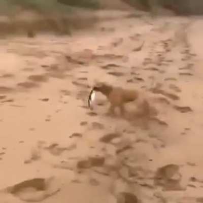 That's not a fish