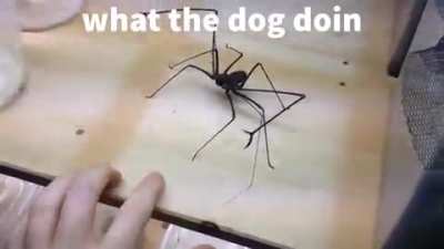 small dog