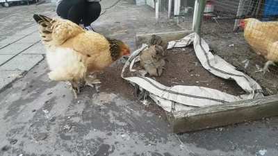 Introducing the chicks to the Boss hen for the first time